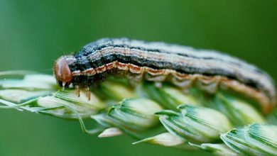 Armyworm, Africa
