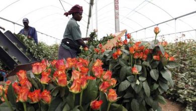 Horticulture, Kenya