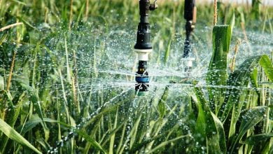 Irrigation Development