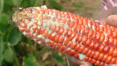 Aflatoxins, Tanzania
