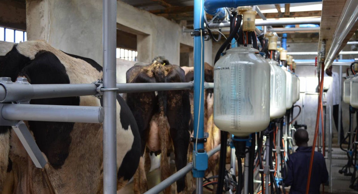 Kenya’s dairy industry milks solar rewards African Agribusiness