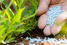 Coffee Fertiliser