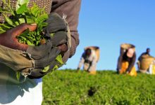 Kenyan Tea, Economy