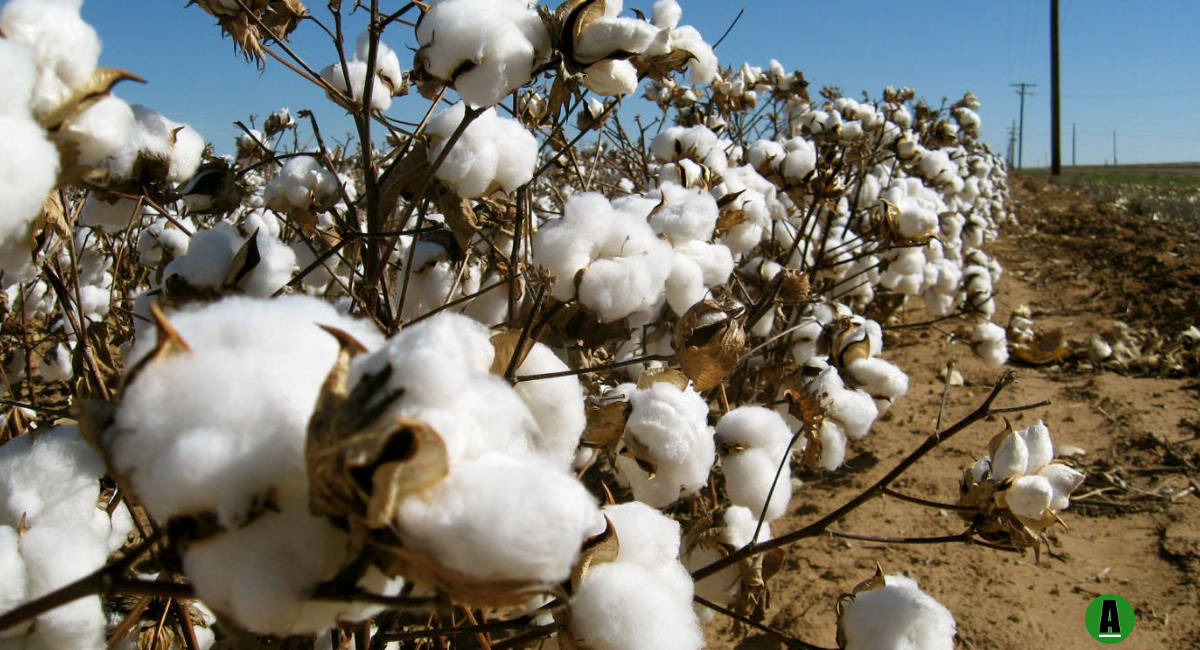 Five regions named as Tanzania's giant producers of cotton African