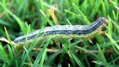 Fall Army Worm