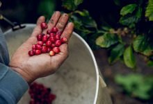 Climate Change, Coffee