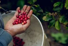 Climate Change, Coffee