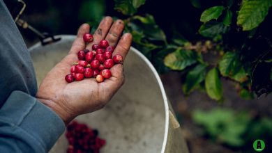 Climate Change, Coffee
