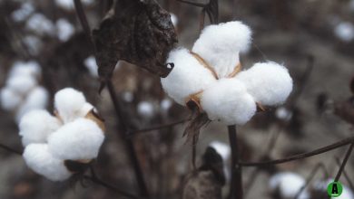 Cotton Harvesting
