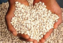 Cowpea