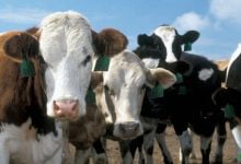 Livestock
