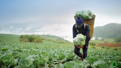 Agriculture Potential