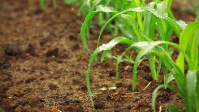 Conservation Agriculture