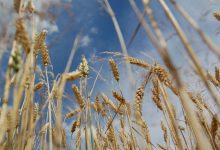 Grain Millers