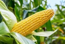 Maize Exports
