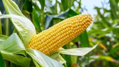 Maize Exports