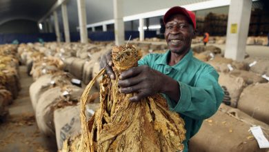 Tobacco Marketing Season