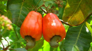 Cashew Nuts