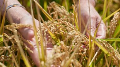 Rice, Climate Change