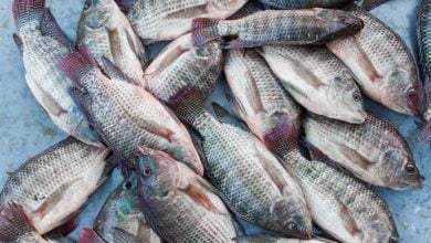 Fish Products