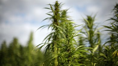 Industrial Hemp