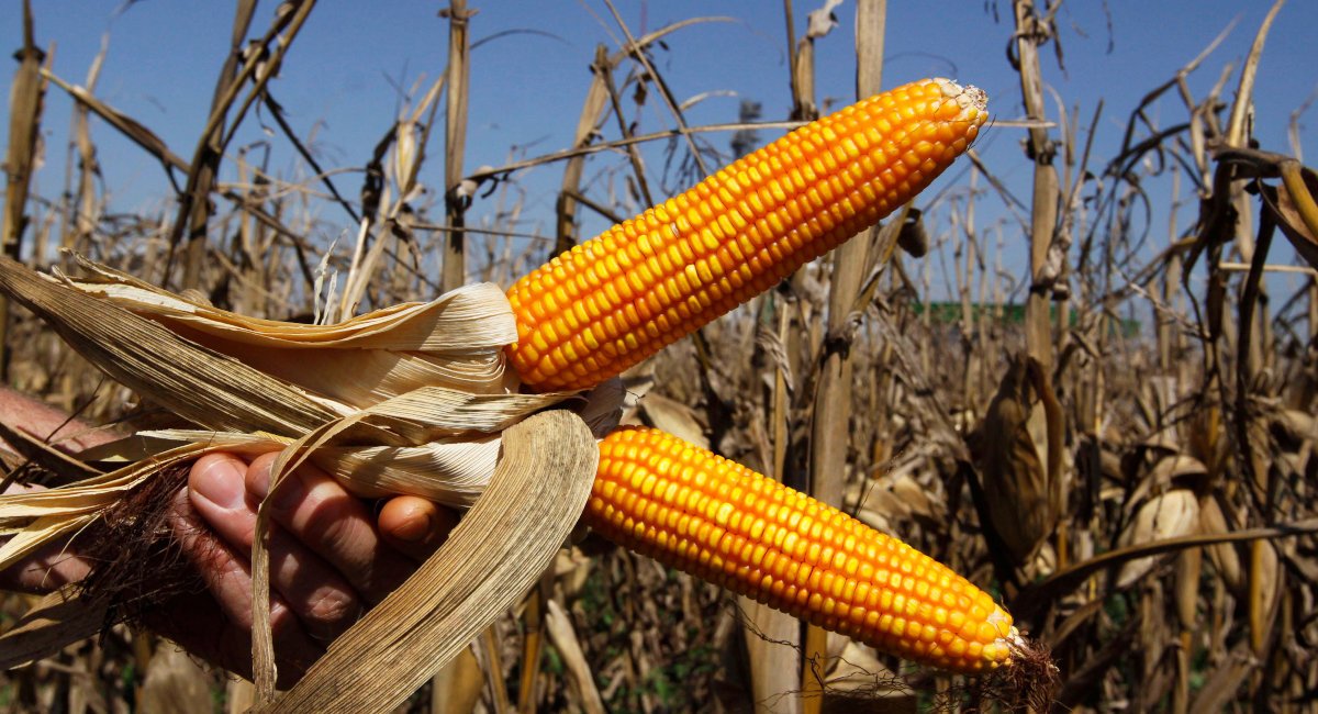 Kenya corn output seen 25 below fiveyear average on drought African