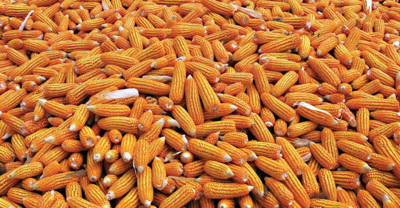 Tanzania Corn