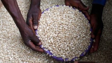 Malawi Maize Output