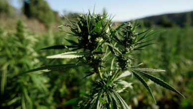 Cannabis Cultivation, Malawi