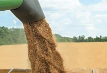 Wheat Farming
