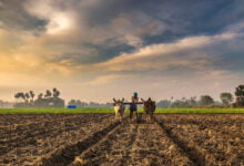 India Farming