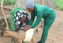 Livestock Vaccination