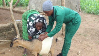 Livestock Vaccination