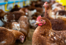 Kenya Poultry Expo