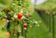 Strawberry seedlings