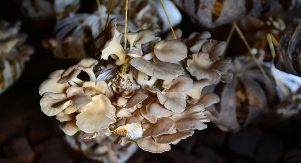 Mushrooms