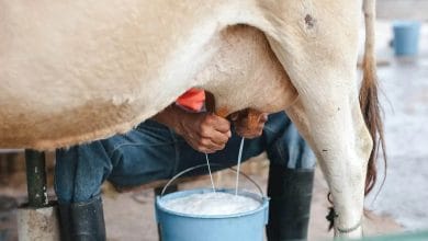 Dairy