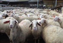 Sheep imports