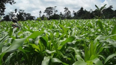 Cameroon farming