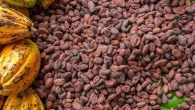 Cocoa quality