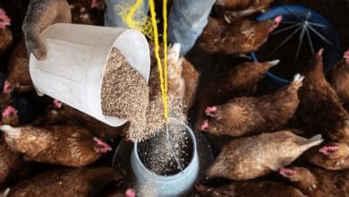 Livestock investment