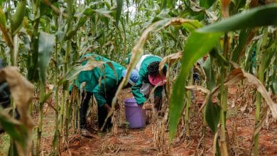 food security