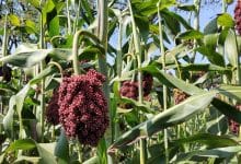 Sorghum farming