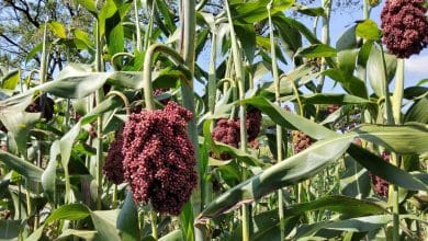 Sorghum farming