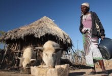 African swine fever