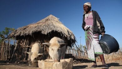 African swine fever