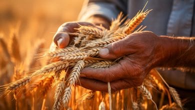 Agrifood