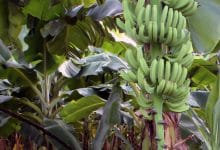 Banana
