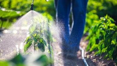 Biopesticides
