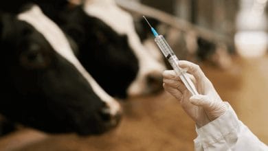 Livestock vaccination